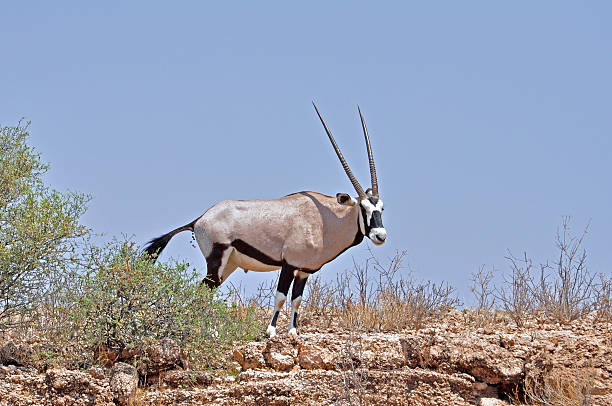 gemsbok antelope (orix gazella) - gemsbok antelope mammal nature fotografías e imágenes de stock