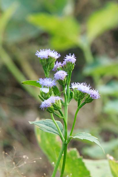 ageratum conyzoides l. - whiteweed - fotografias e filmes do acervo