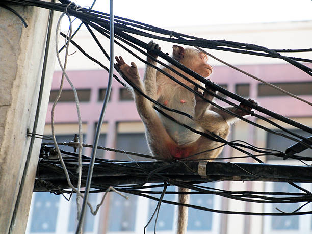 istock Monkey in Lop Buri Province Thailand 499406593