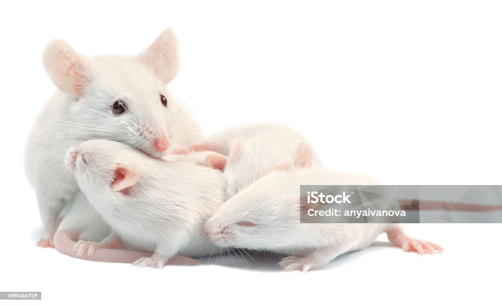 White laboratory mice: mother with  pups; isolated White laboratory mice: mother with pups, which are 9 days old; isolated on white Mouse - Animal Stock Photo