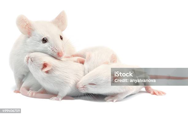 White Laboratory Mice Mother With Pups Isolated Stock Photo - Download Image Now - Mouse - Animal, Mother, Family
