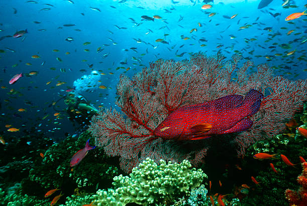 Scuba diver watching grouper and school of fish on coral reef