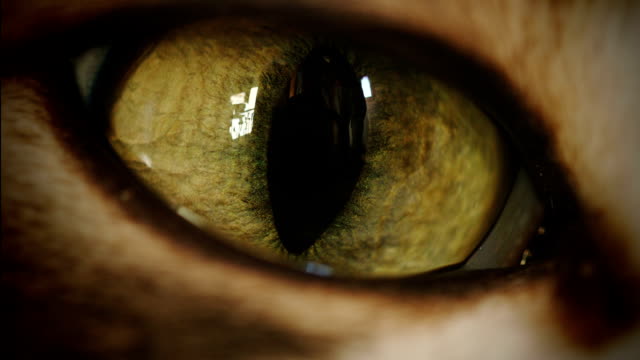 Cat Eye Super Macro Transition Zoom-In