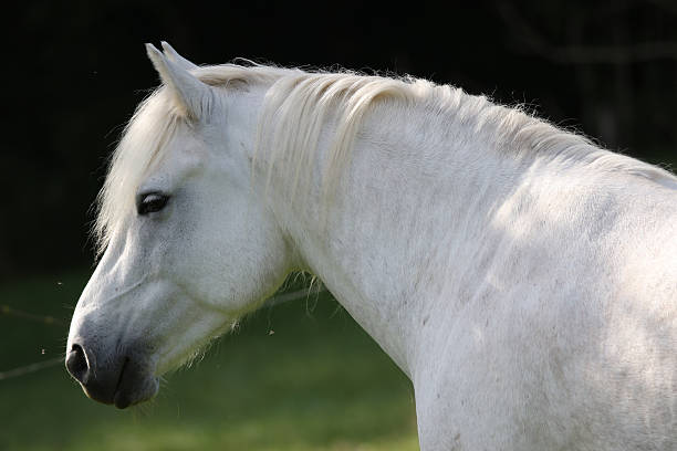 istock Horse, portrait 499418000