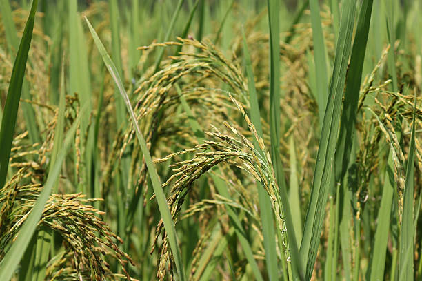 istock Green ear of rice in paddy rice field 499418202