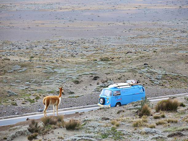 Chimborazo Natural Reserve, Riobamba, Ecuador - November 12, 2015: Vikuna looking at a 1973 VW Bus near Mount Chimborazo, Ecuador