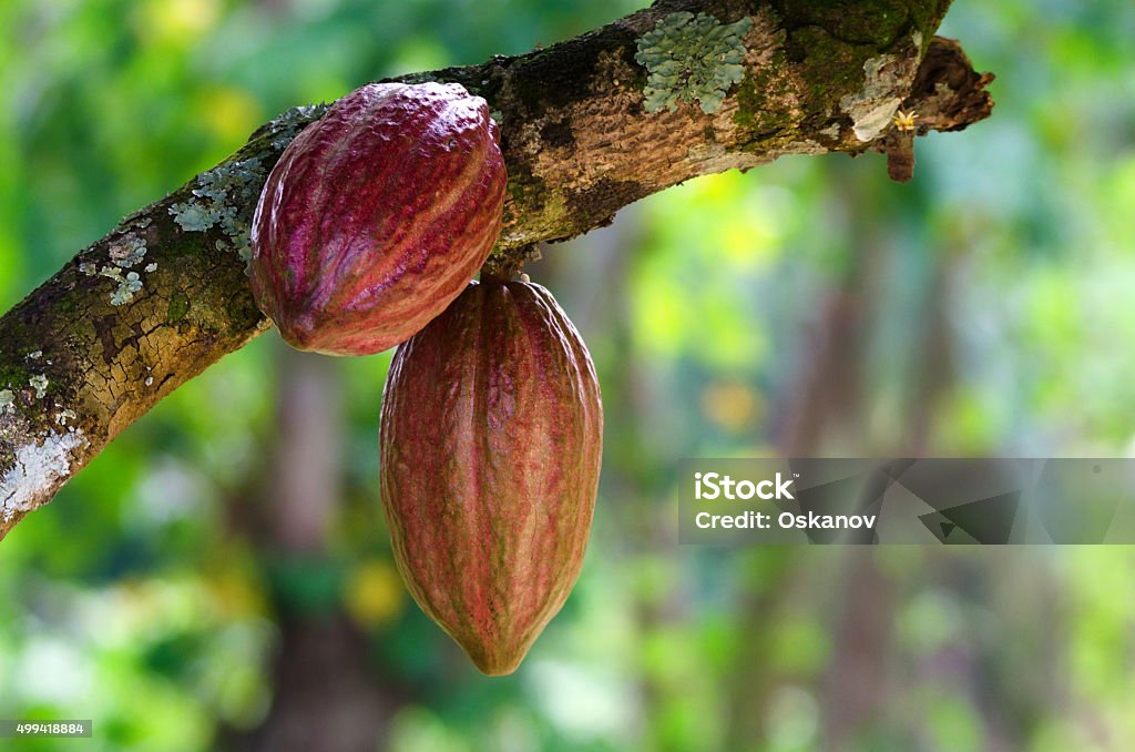 Cocoa fruit on a tree Cocoa fruit ( Theobroma cacao ) on a tree Cacao Fruit Stock Photo