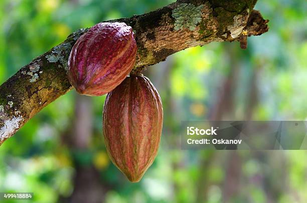 Cocoa Fruit On A Tree Stock Photo - Download Image Now - Cacao Fruit, Fruit, Africa