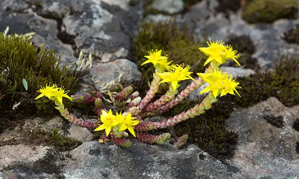 Digital photo of goldmoss stonecrop, Sedum acre. This plant belongs to the Crassulaceae family.