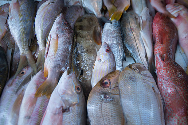 istock Various tropical fishes 499419156