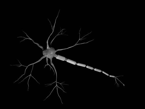 3 d 신경원 융출법 - nerve cell synapse communication human spine 뉴스 사진 이미지