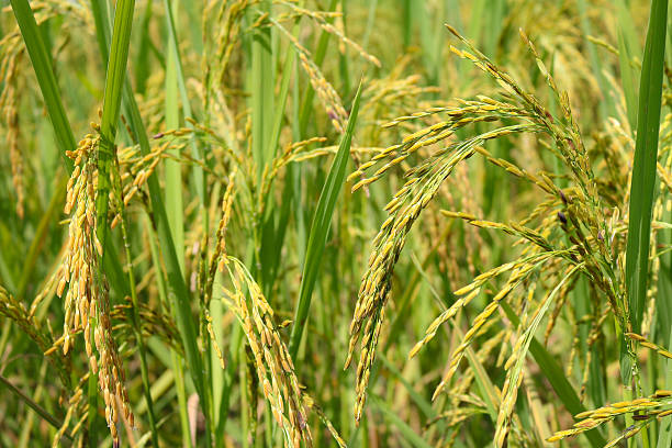 istock Green ear of rice in paddy rice field 499419252