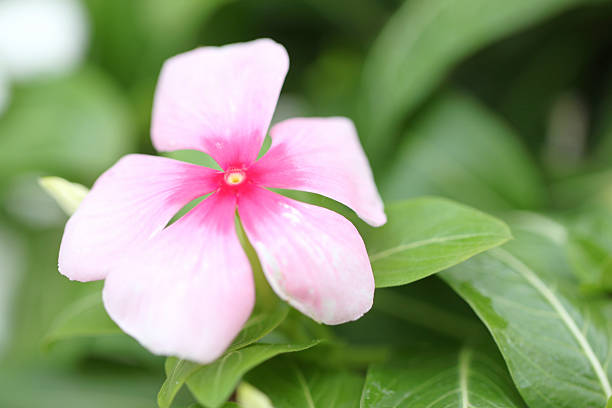 istock Pink flowers in the garden. 499419325