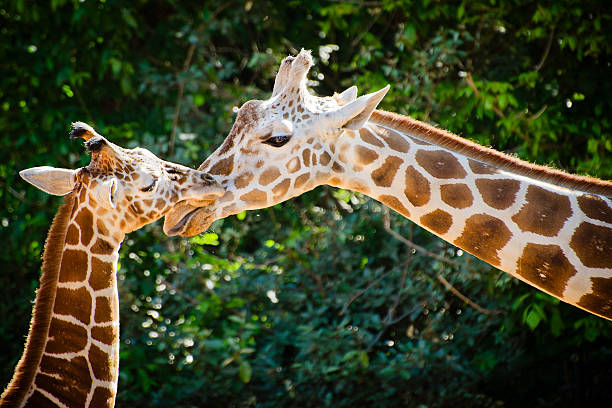 Giraffe female with her young Giraffe female with her young offspring animal neck photos stock pictures, royalty-free photos & images