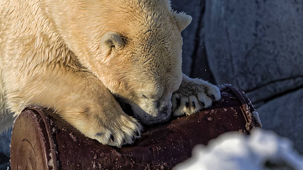 Polar bear destroying what appears to be an oil barrel stock photo