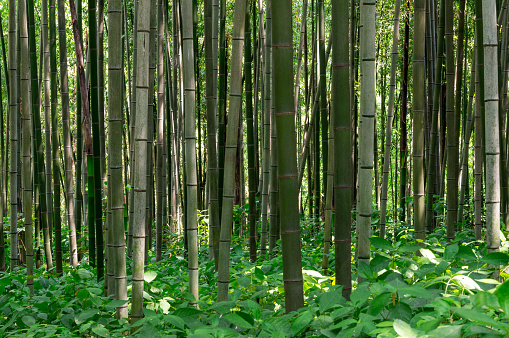Bamboo forest in the green tea. Taken in South Korea