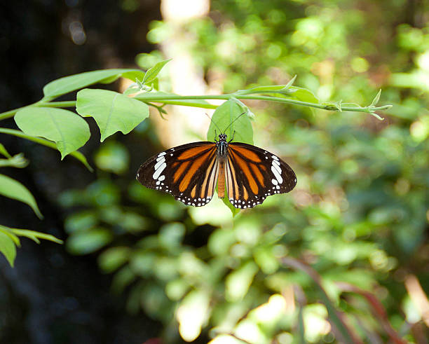 Common Tiger Butterfly stock photo