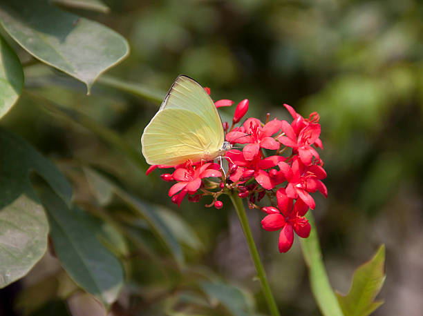 Eurema hecabe contubernalis stock photo