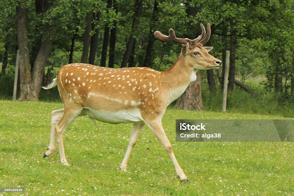 Gamo buck (dama dama) em floresta - Royalty-free Adulto Foto de stock