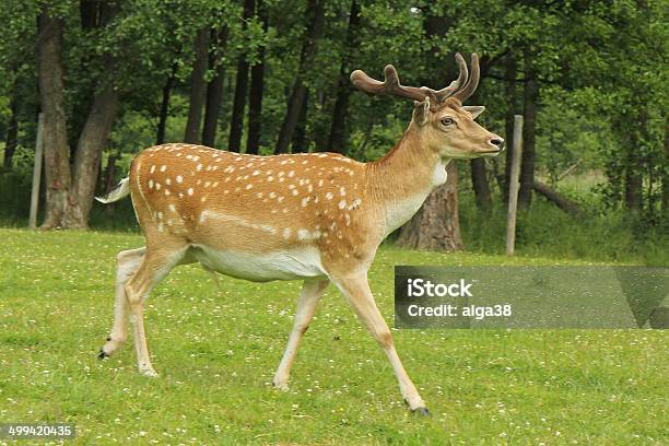 Gamo Buck Em Floresta - Fotografias de stock e mais imagens de Adulto - Adulto, Alqueive, Animal
