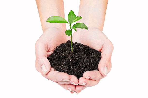 istock The germ of a tree in female hands 499420530