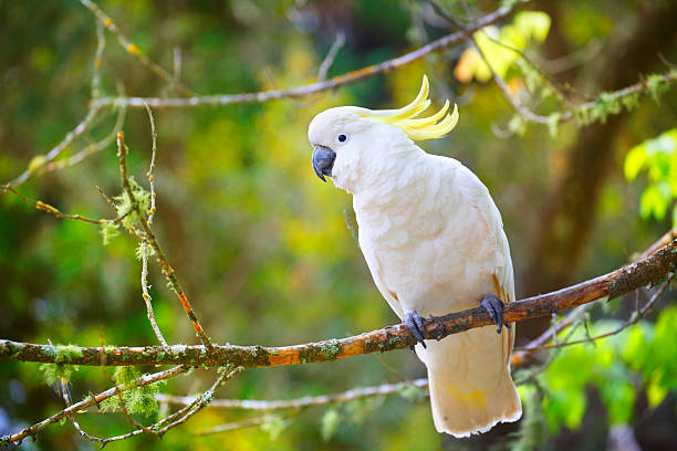 australischen gelbhaubenkakadu - cockatoo stock-fotos und bilder