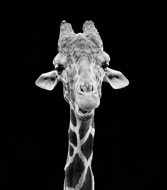 istock Smiling Giraffe in Black and White 499421397