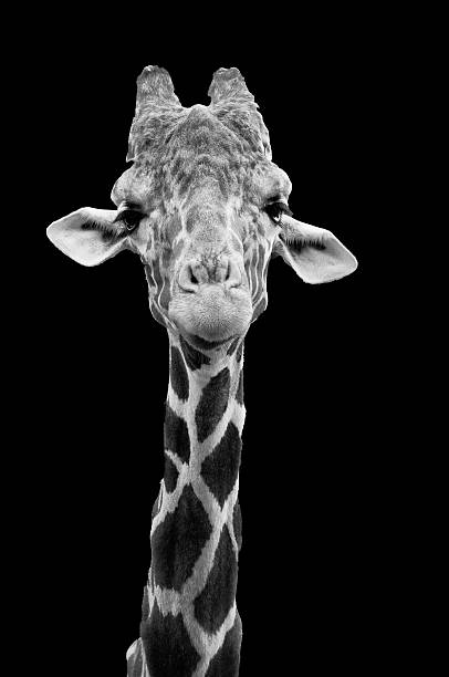 istock Long Neck Giraffe in Black and White 499421399