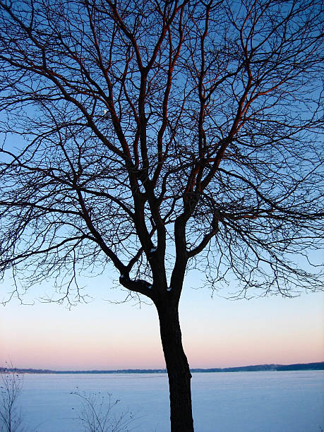istock Winter snow landscape in the USA 499421616