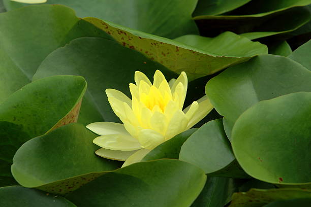 istock lotus flower in the pond 499422159