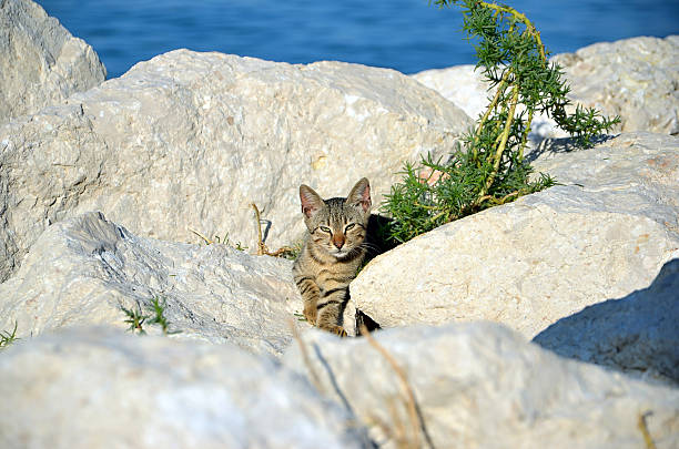 istock little kitten on the rocks by the sea 499422388