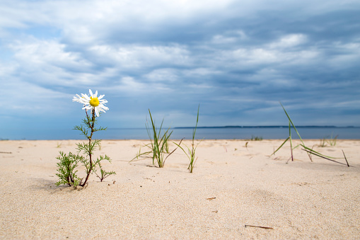 daisy flower growing in the sand on the beach near the water of the sea, against the backdrop of storm clouds