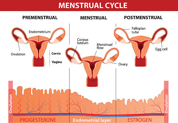 Menstrual cycle Menstrual cycle. Menstruation, Follicle phase, Ovulation and Corpus luteum phase. Vector diagram pap smear stock illustrations