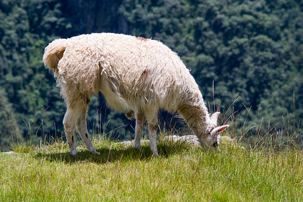 istock Machu Picchu - Alpaca 499423526