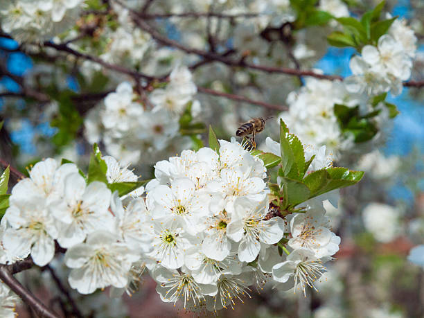 abelha e cherry7 - bee apple tree flower single flower - fotografias e filmes do acervo