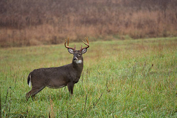 istock White-tailed deer buck in rain 499423856