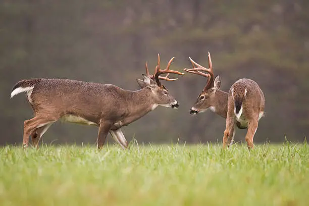 Photo of two white-tailed deer bucks grooming