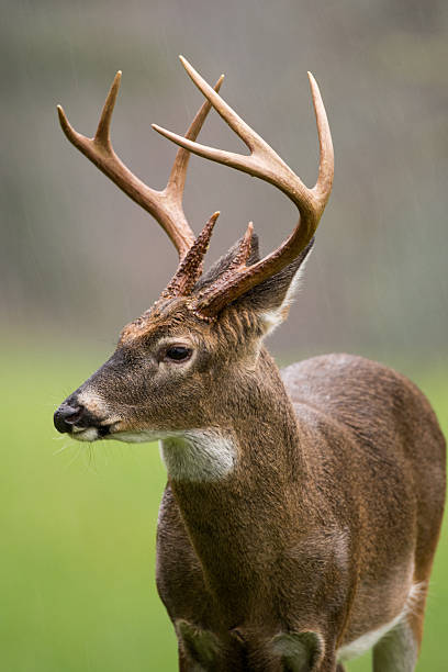 istock White-tailed deer buck in rain 499424158