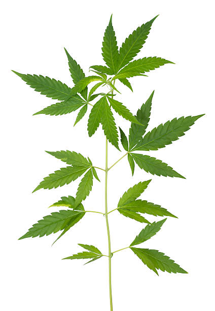 Hemp Hemp node isolated on white weed leaf stock pictures, royalty-free photos & images