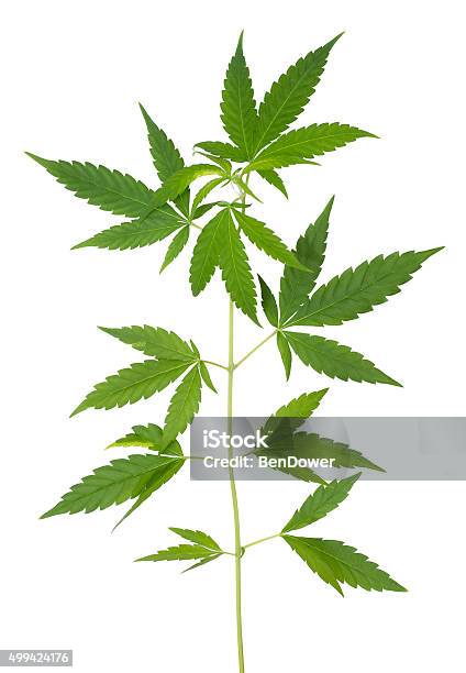 Hemp Stock Photo - Download Image Now - Cannabis Plant, Hemp, Leaf