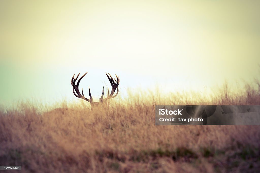 red deer buck hiding red deer stag hiding, showing his antlers ( Cervus elaphus ) Hunting - Sport Stock Photo