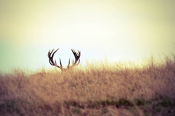 red deer buck hiding stock photo