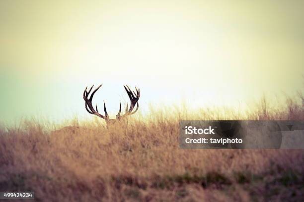 Red Deer Buck Hiding Stock Photo - Download Image Now - Hunting - Sport, Deer, Stag