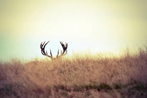 red deer stag hiding, showing his antlers ( Cervus elaphus )