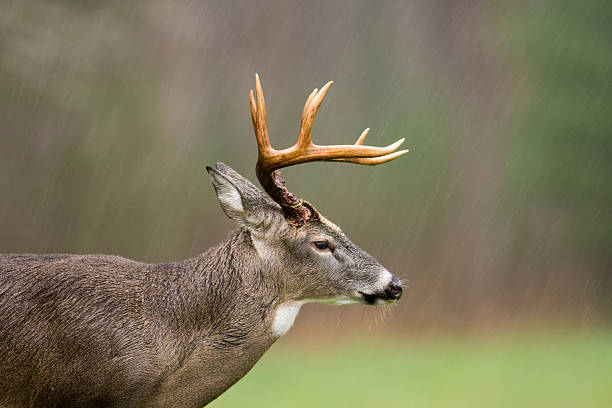 istock White-tailed deer buck in rain 499424296
