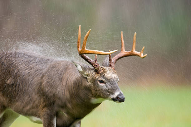 istock White-tailed deer buck shaking off rain 499424386