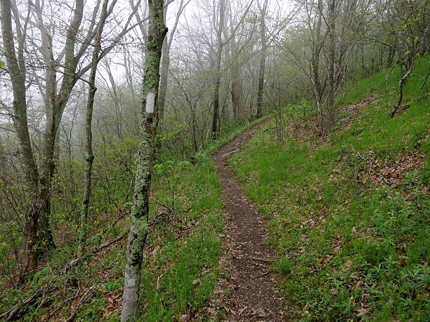 sendero de los apalaches - landscape landscaped tennessee mist fotografías e imágenes de stock