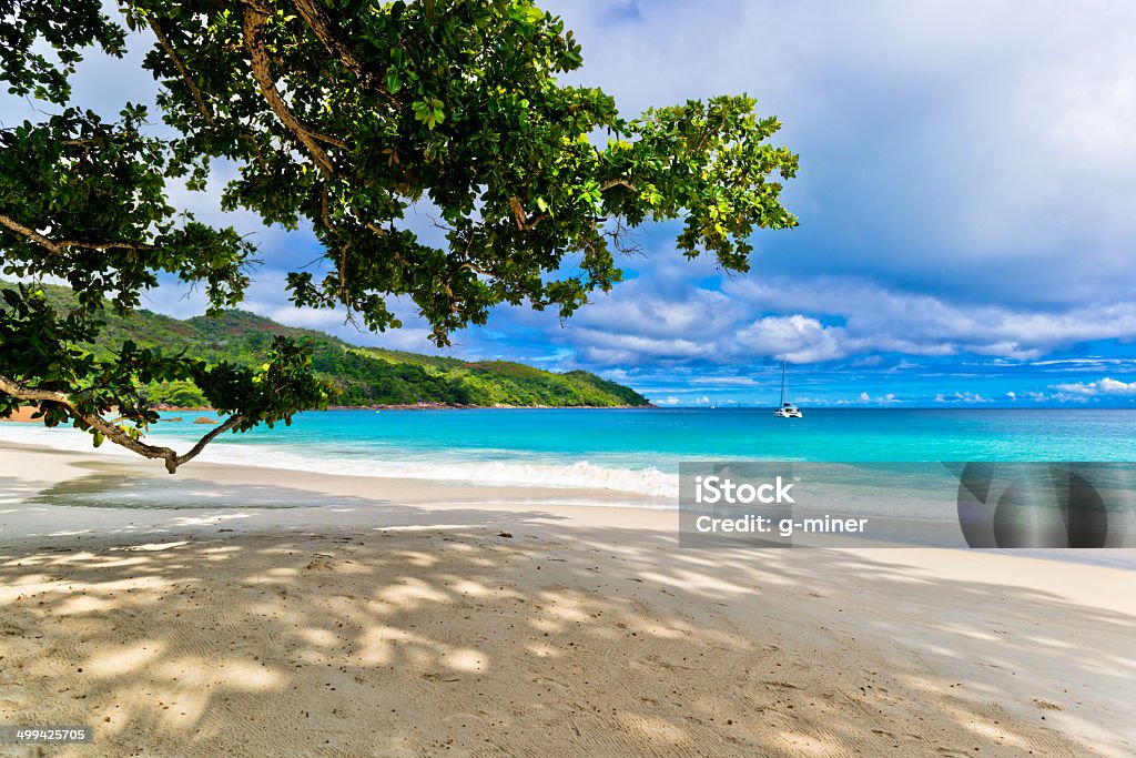 Anse Lazio, Praslin island, Seychelles - Photo de Arbre libre de droits