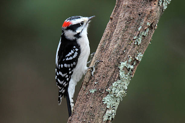 Little Woodpecker stock photo