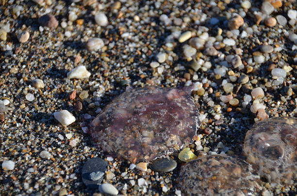 istock Jellyfish stones and shells on the beach 499426332